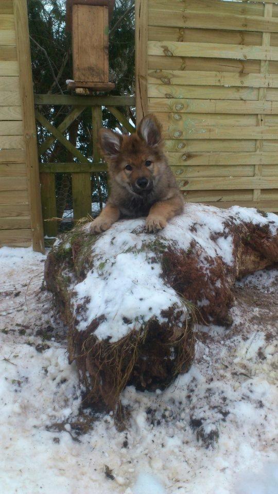 Tjekkoslovakisk ulvehund Roko billede 30