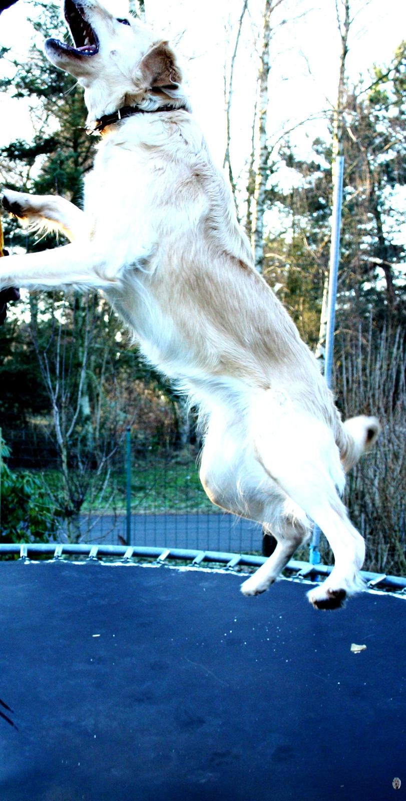 Golden retriever Molly billede 13