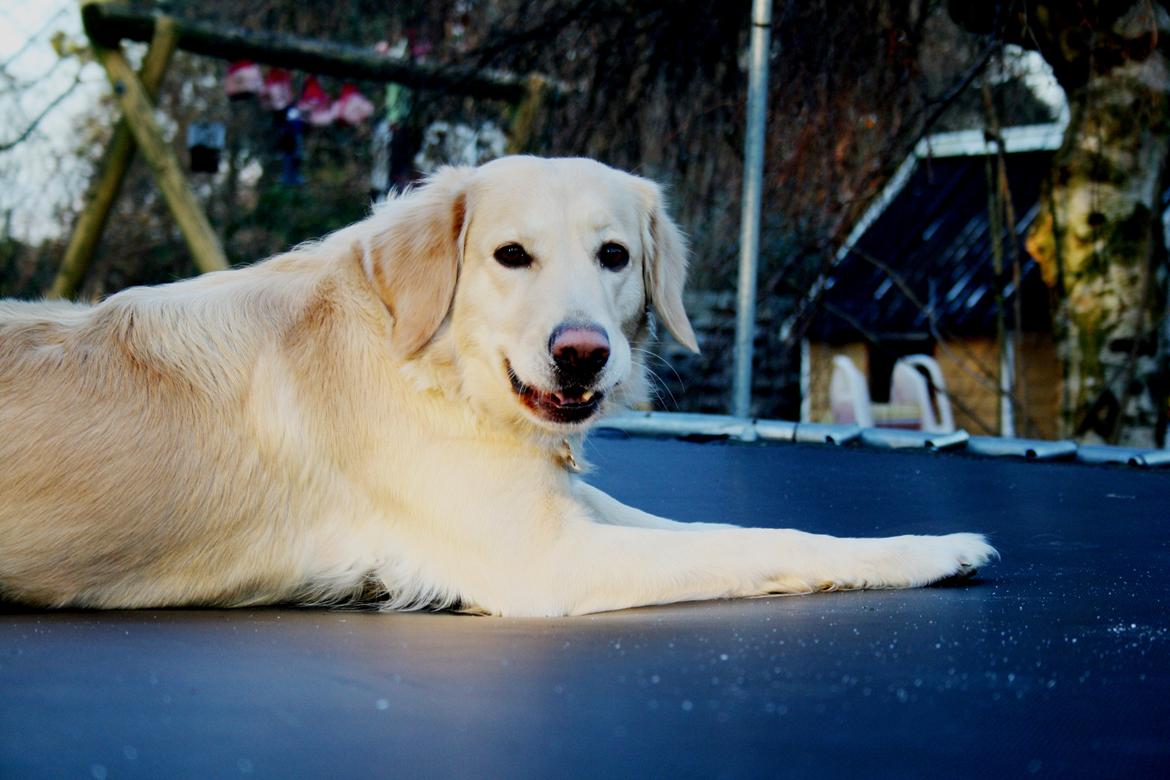 Golden retriever Molly billede 14