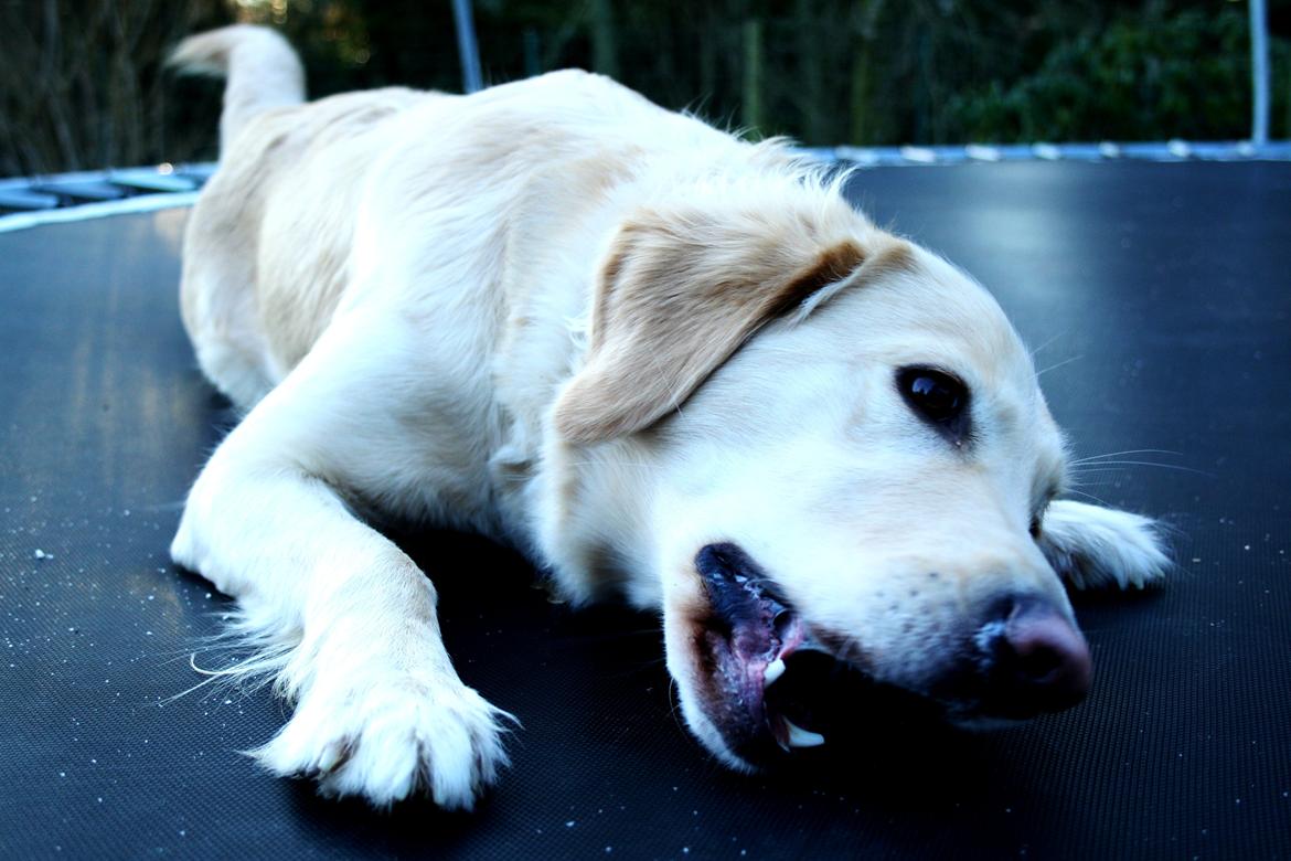 Golden retriever Molly - Bolden er ALT! billede 15