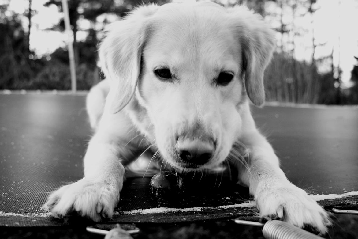 Golden retriever Molly - bolden! billede 2