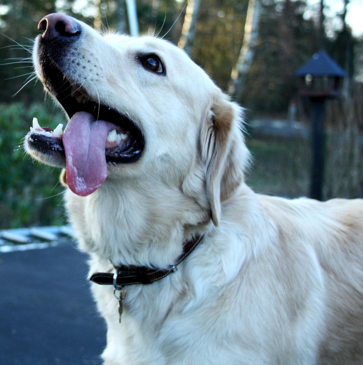 Golden retriever Molly billede 16