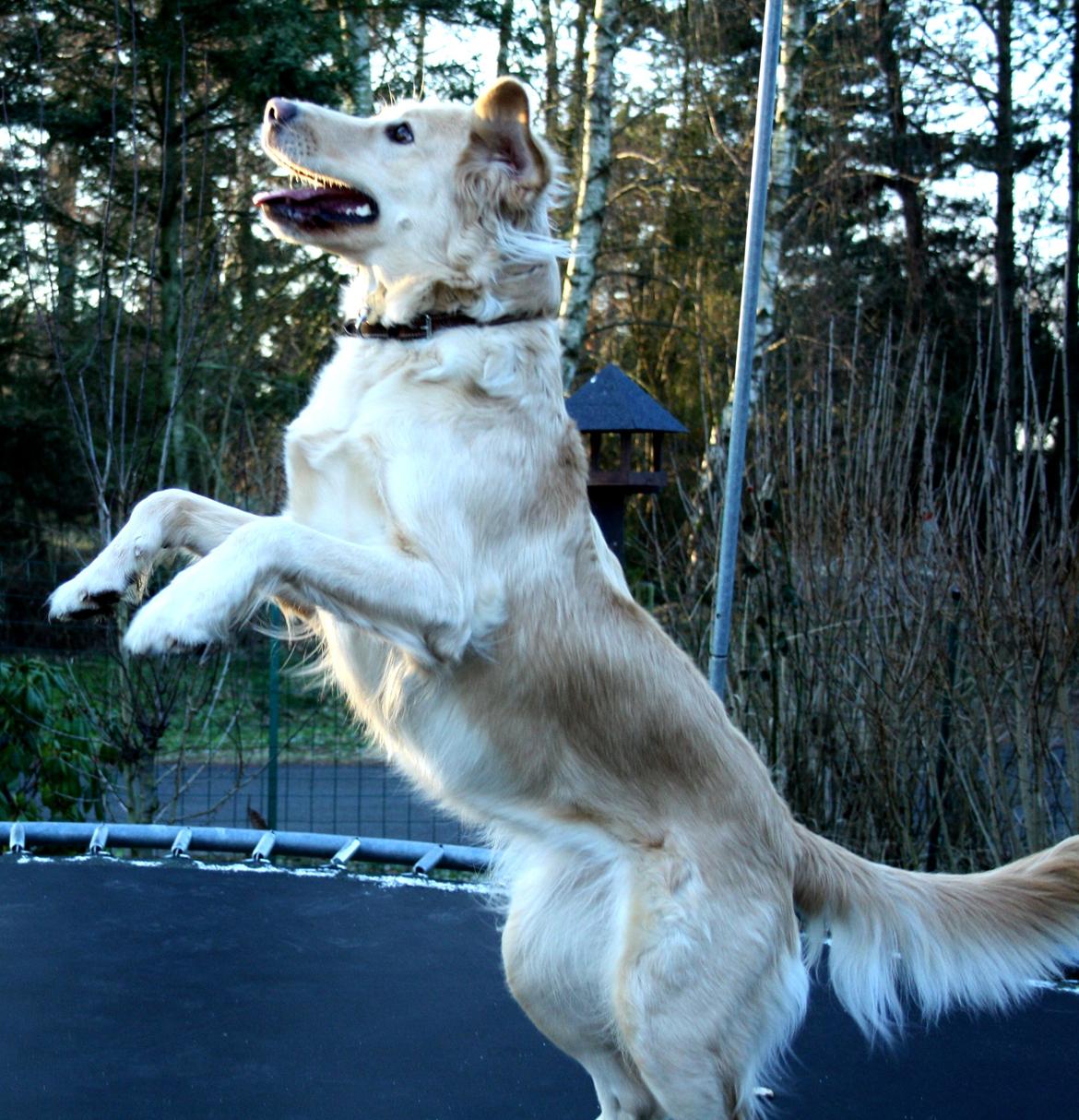 Golden retriever Molly - Trampolinen billede 17