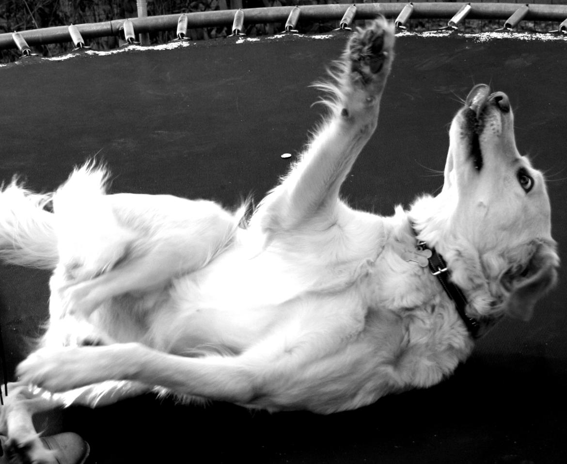 Golden retriever Molly billede 18