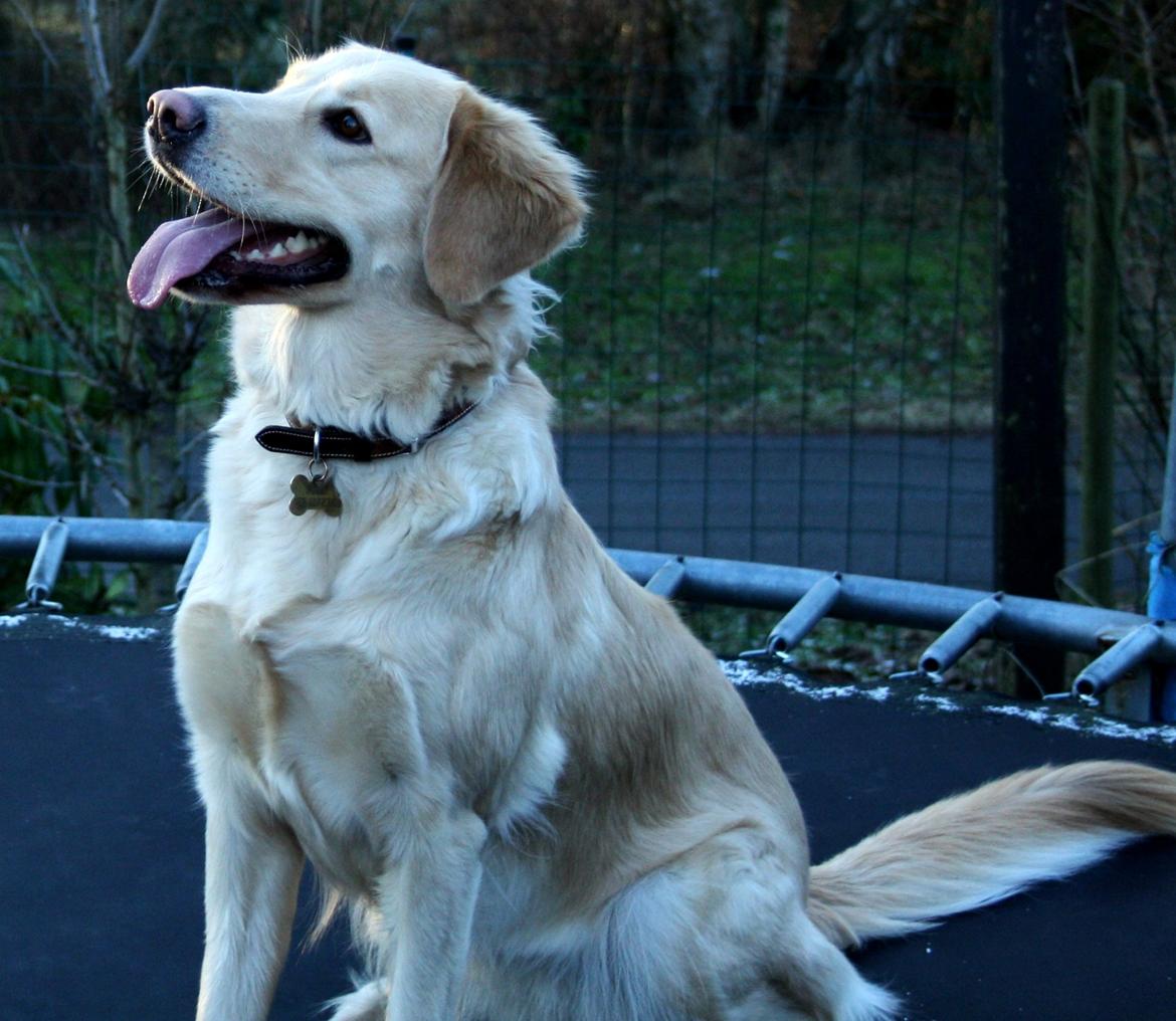 Golden retriever Molly billede 19