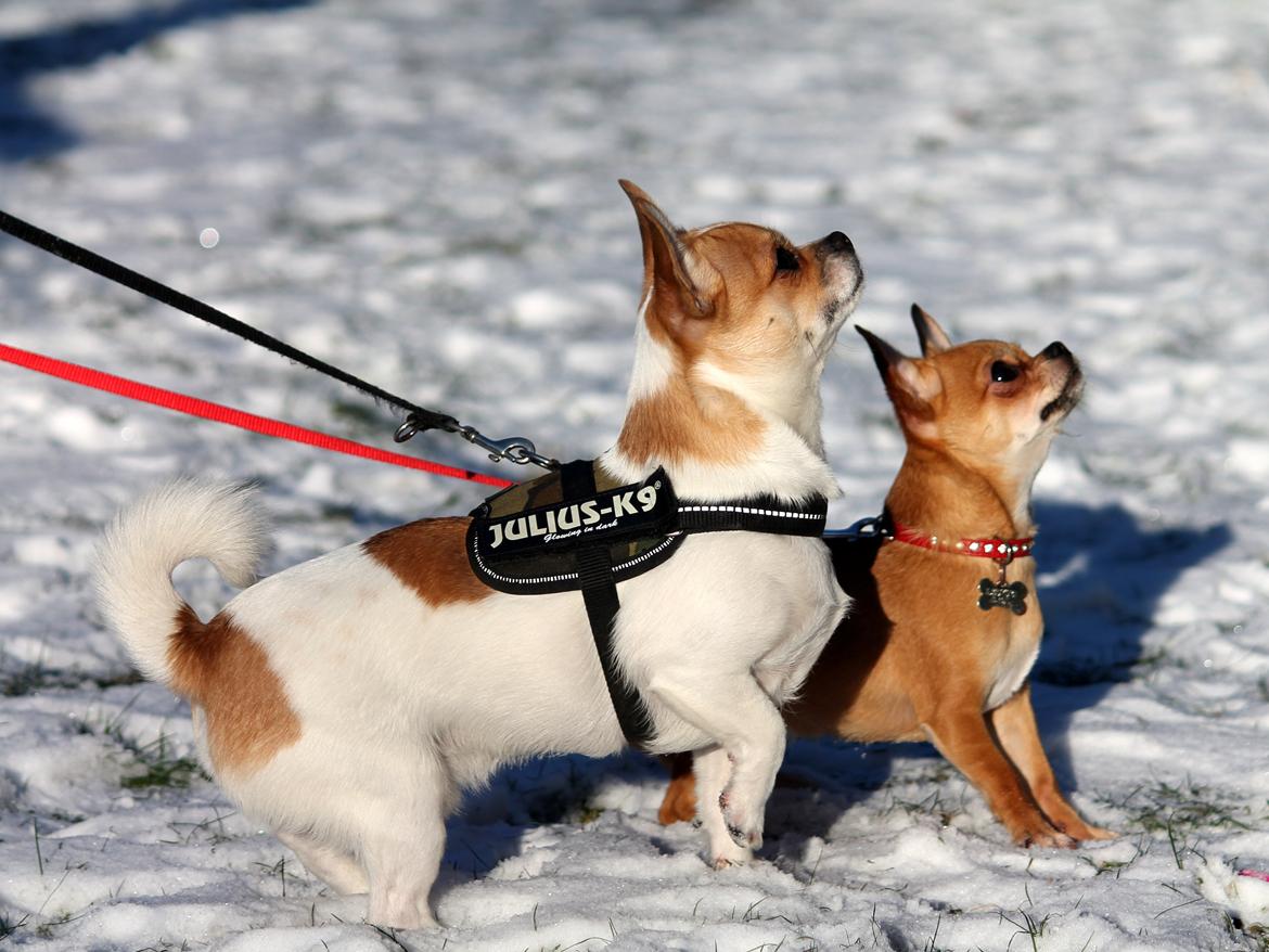 Chihuahua Milo - Januar 2013 - Har du en godbid dér ? ;) billede 16