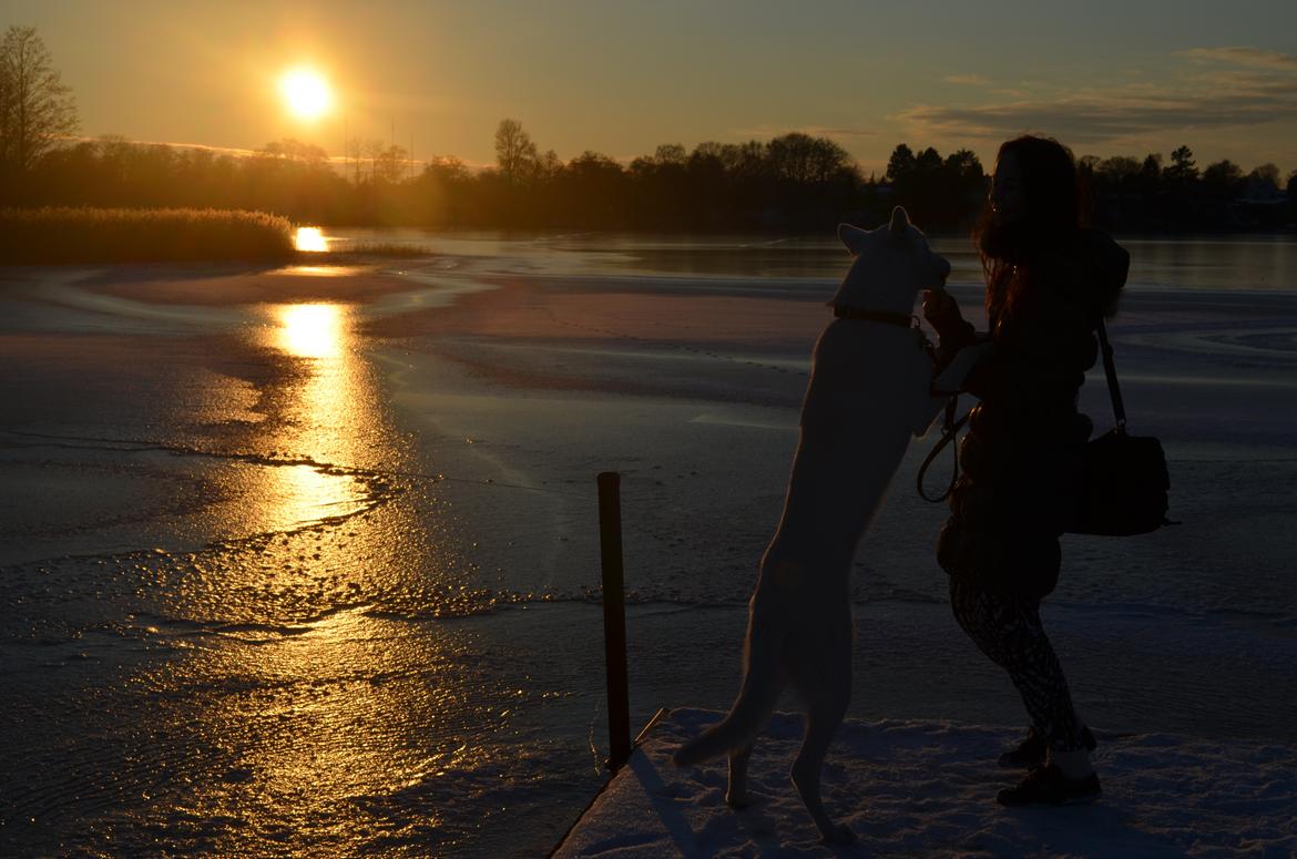 Hvid Schweizisk Hyrdehund Canto *R.I.P. Februar 2013 ;(* - Januar 2013 billede 4