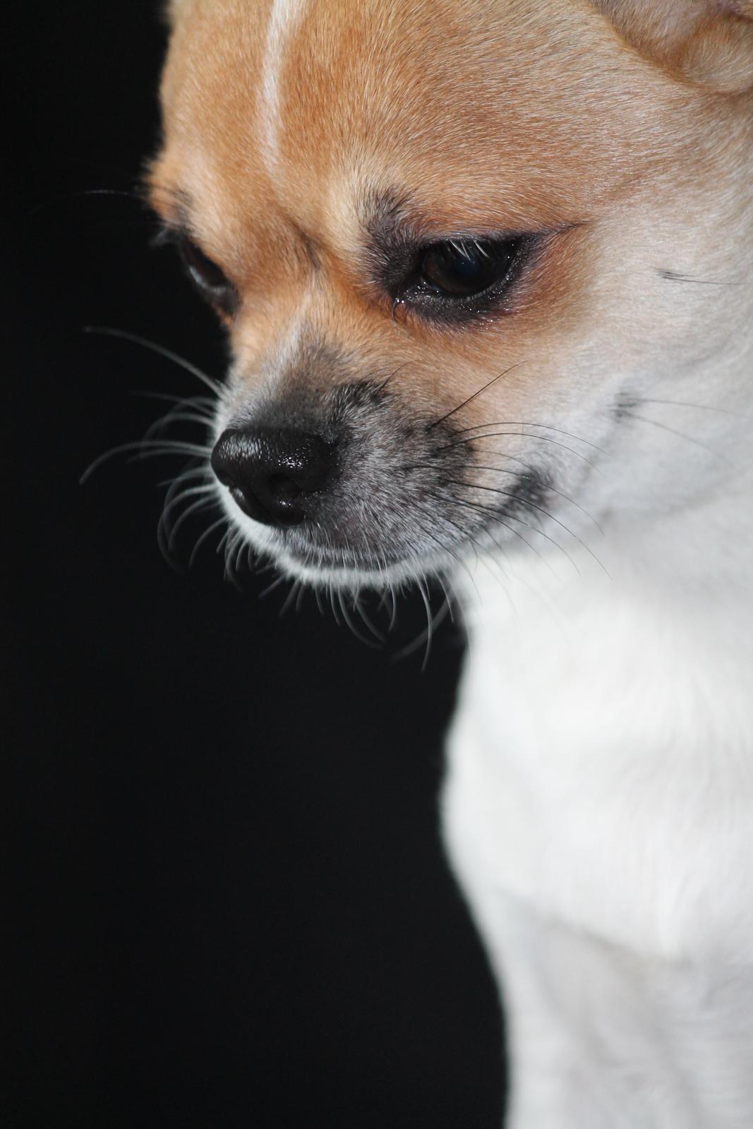 Chihuahua Milo billede 18