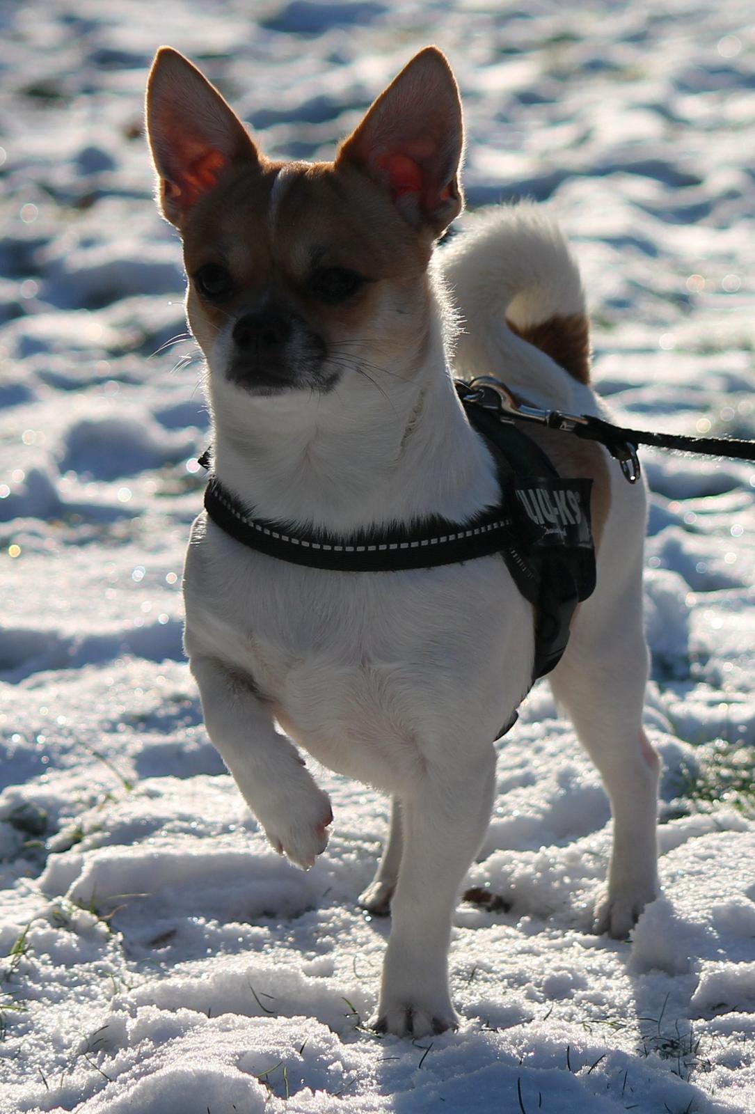 Chihuahua Milo - 10 måneder gammel, januar 2013 billede 3