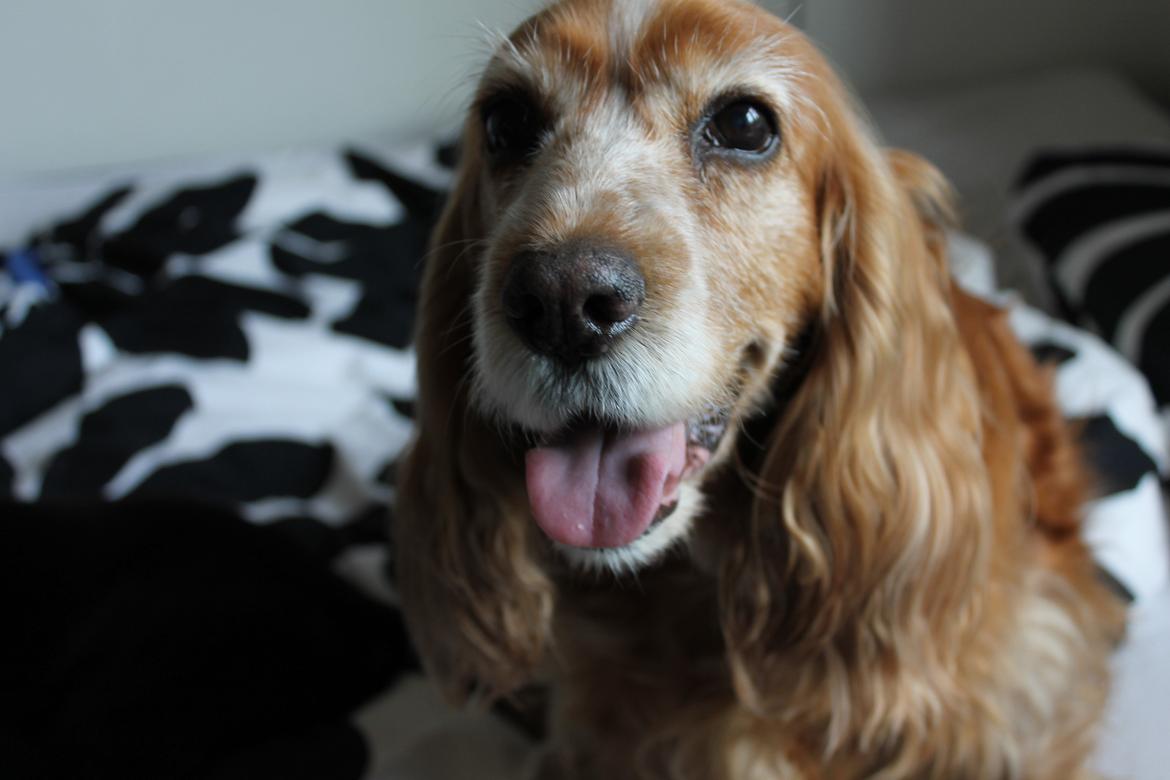 Cocker spaniel Lady <33 billede 11