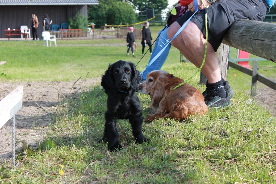 Cocker spaniel Lady <33 - Lady og Bobby med til ridestævne :D billede 13