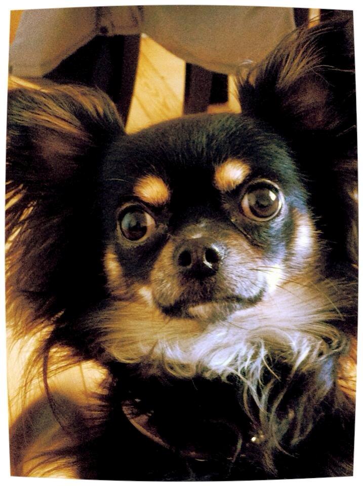 Chihuahua ' Champ - Store dreng med langt hår ;) nu 1 år :) billede 15