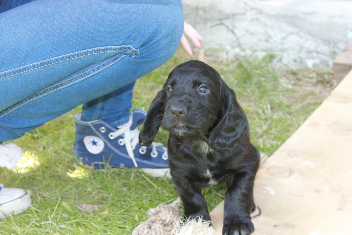 Field Trial Cockerspaniel Meulengrath Bobby Junior [FT COKER SPANIEL] billede 5