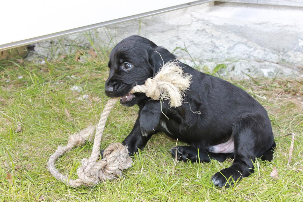 Field Trial Cockerspaniel Meulengrath Bobby Junior [FT COKER SPANIEL] billede 7