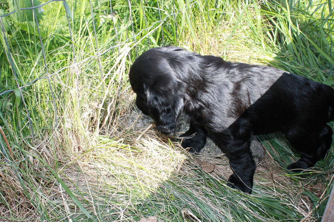 Field Trial Cockerspaniel Meulengrath Bobby Junior [FT COKER SPANIEL] billede 10