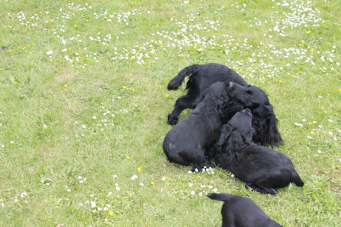 Field Trial Cockerspaniel Meulengrath Bobby Junior [FT COKER SPANIEL] billede 15