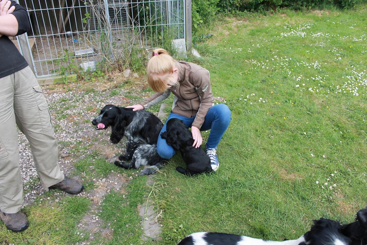 Field Trial Cockerspaniel Meulengrath Bobby Junior [FT COKER SPANIEL] billede 18