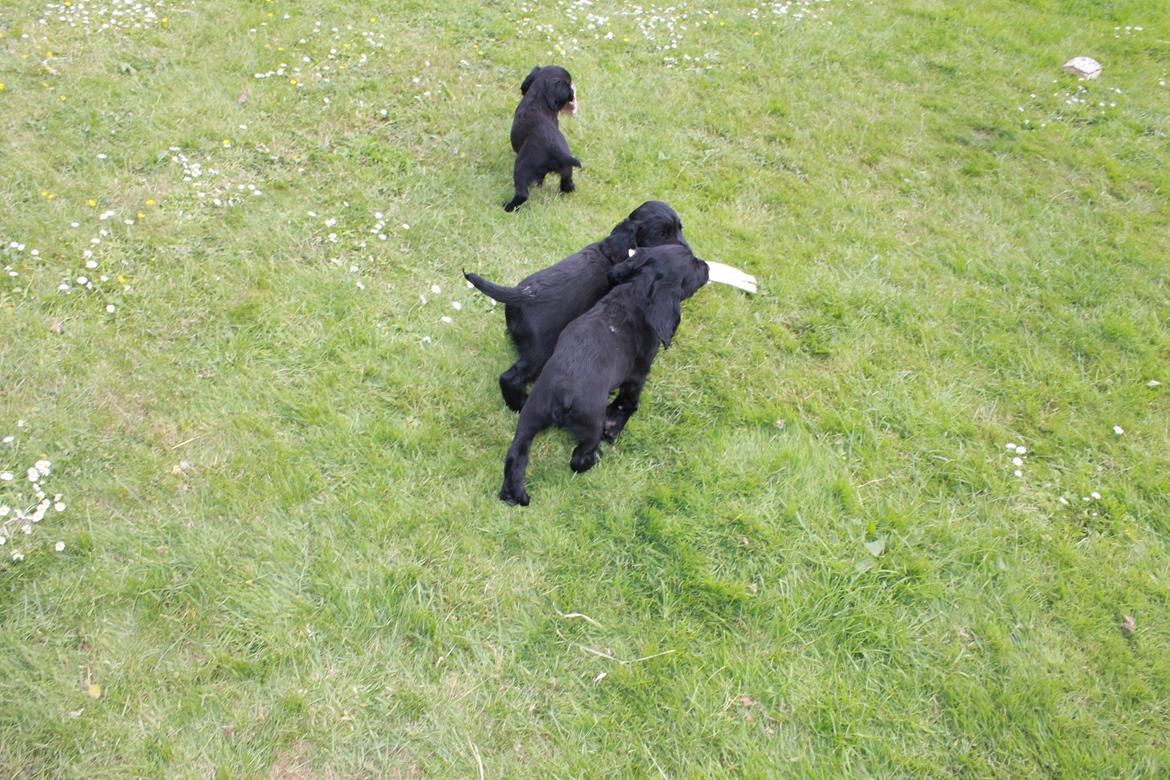 Field Trial Cockerspaniel Meulengrath Bobby Junior [FT COKER SPANIEL] billede 19