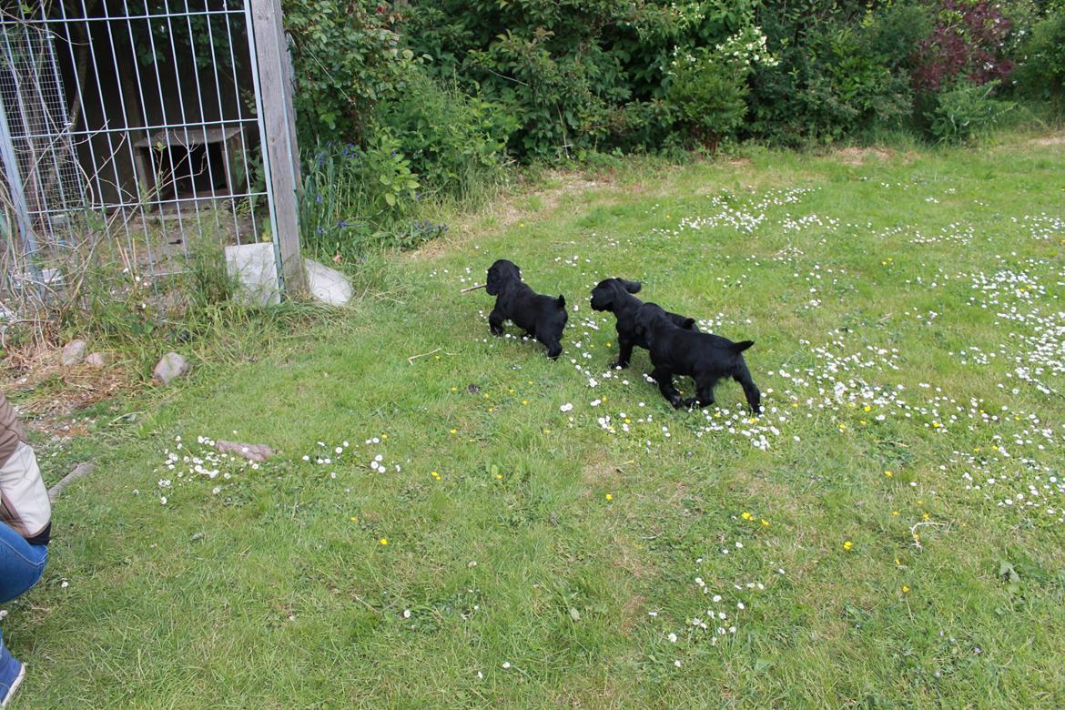 Field Trial Cockerspaniel Meulengrath Bobby Junior [FT COKER SPANIEL] billede 20