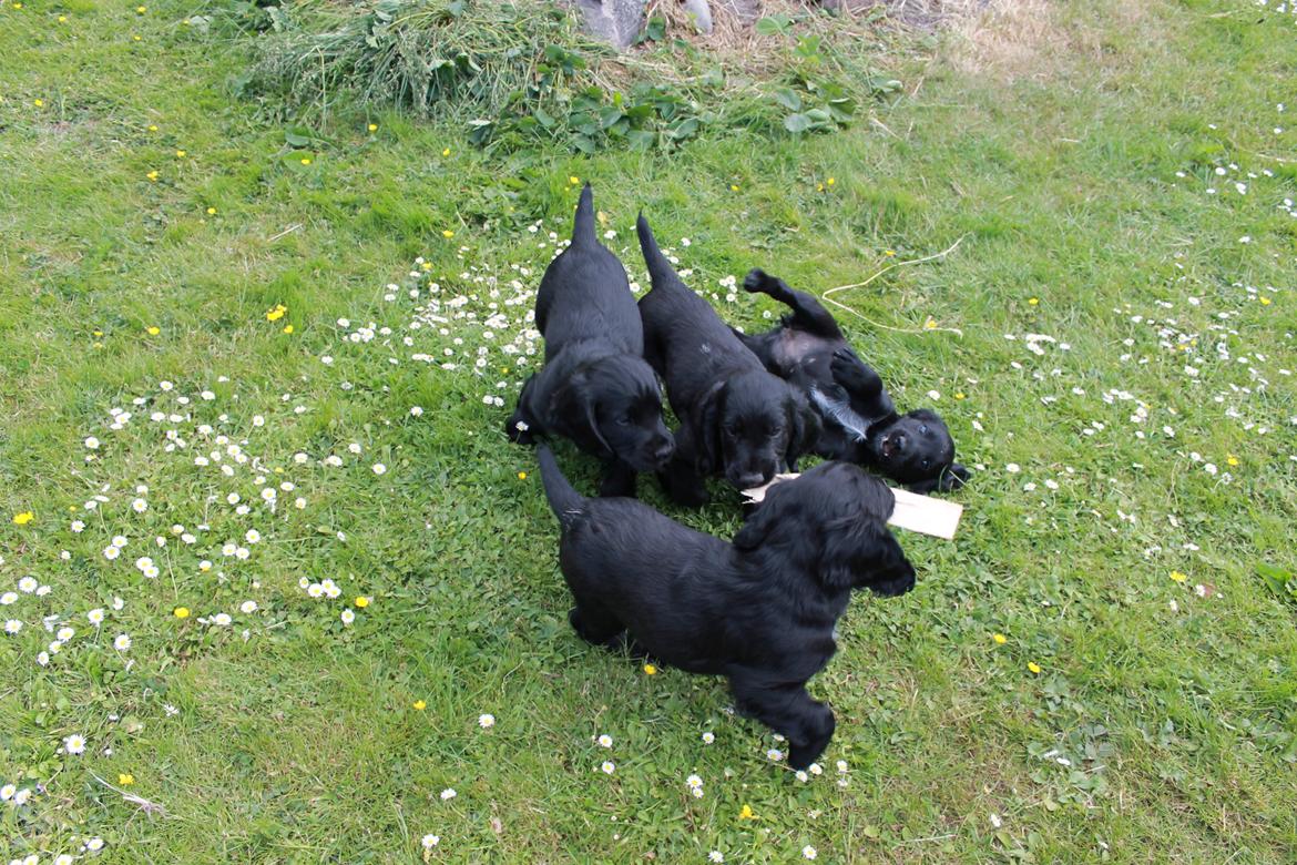 Field Trial Cockerspaniel Meulengrath Bobby Junior [FT COKER SPANIEL] billede 21