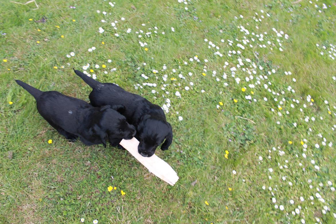 Field Trial Cockerspaniel Meulengrath Bobby Junior [FT COKER SPANIEL] billede 22