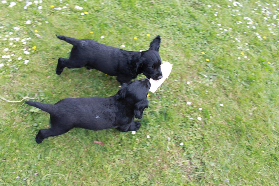 Field Trial Cockerspaniel Meulengrath Bobby Junior [FT COKER SPANIEL] billede 23