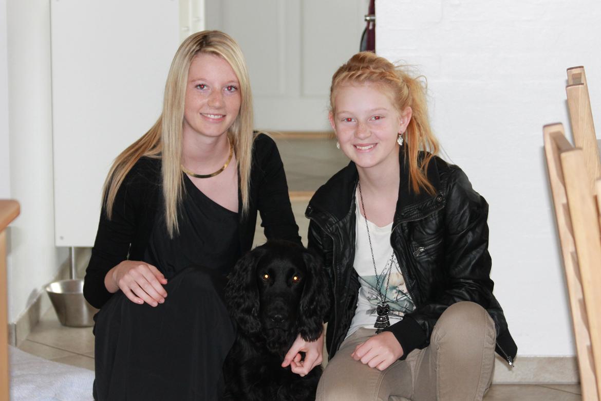 Field Trial Cockerspaniel Meulengrath Bobby Junior [FT COKER SPANIEL] billede 24