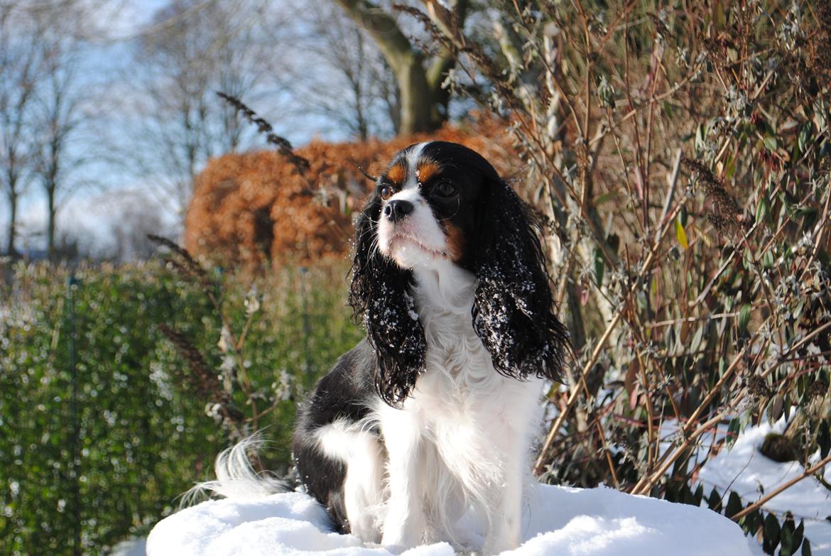 Cavalier king charles spaniel Cuba billede 1