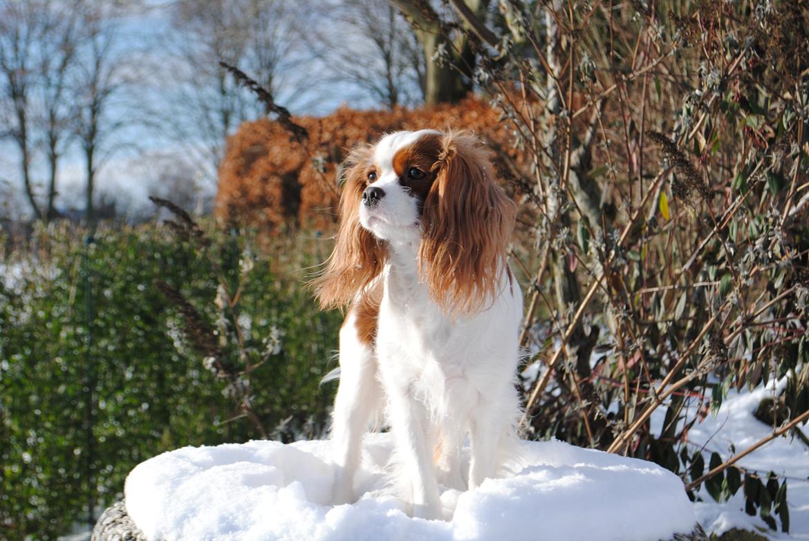 Cavalier king charles spaniel nala billede 1