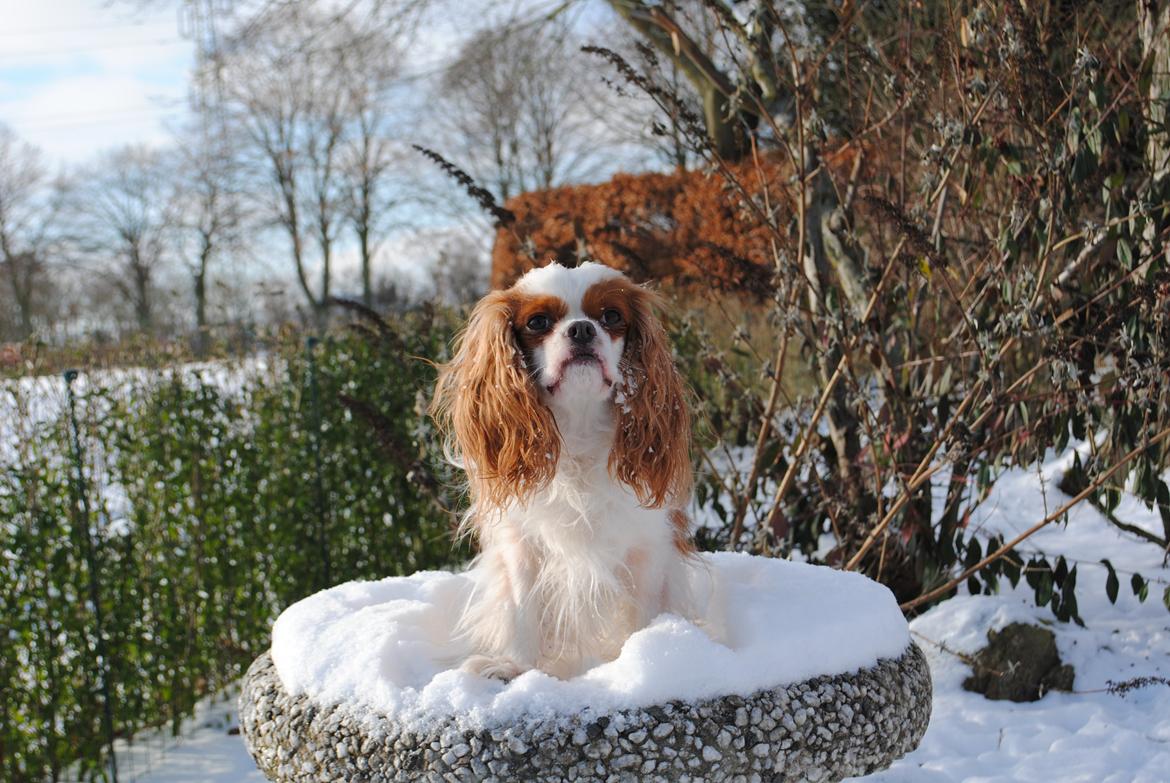 Cavalier king charles spaniel milo billede 1