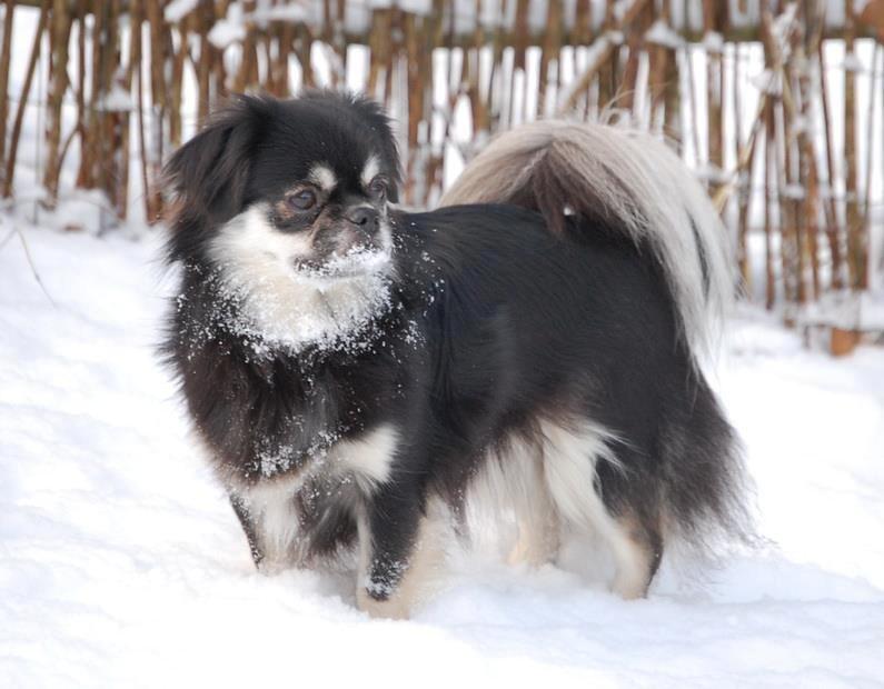 Tibetansk spaniel Bisquit billede 7
