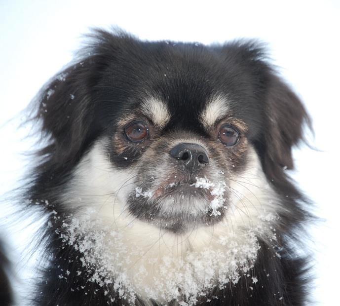 Tibetansk spaniel Bisquit - Velkommen til Bisquit's profil :) billede 1