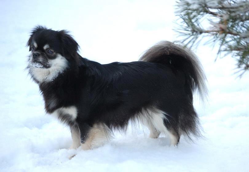 Tibetansk spaniel Bisquit billede 4