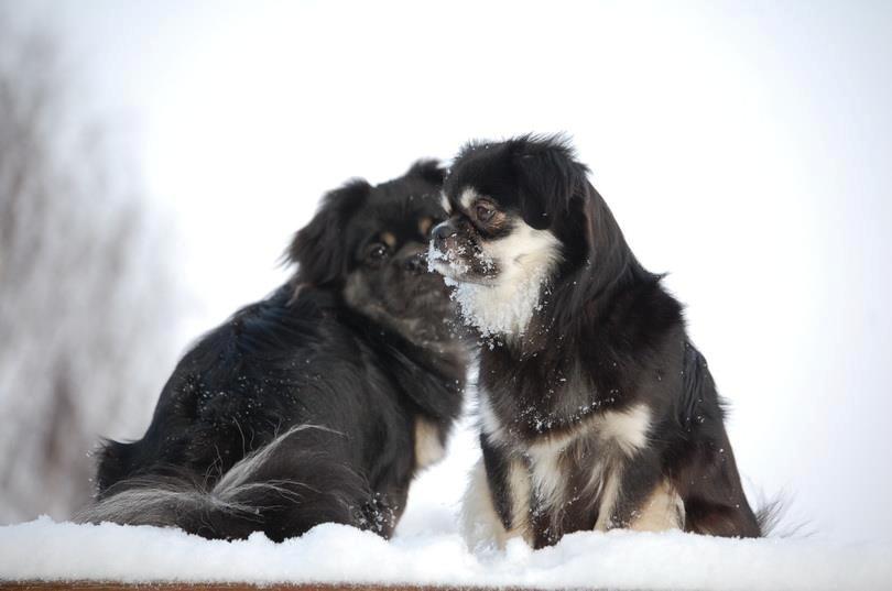 Tibetansk spaniel Bisquit - Bisquit og Thako :) billede 3