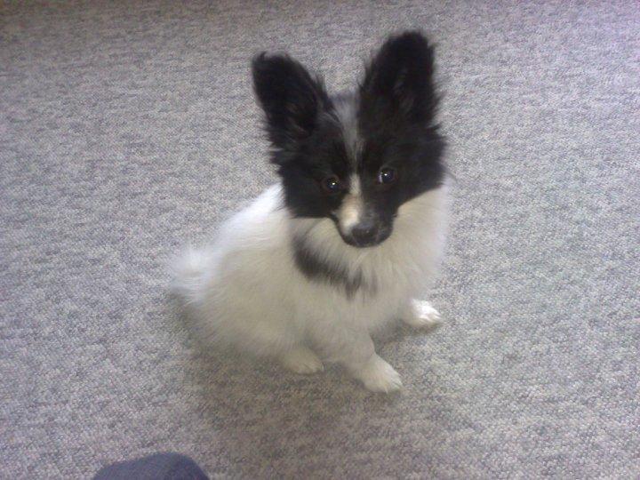 Blanding af racer Olivia - 3½ måned billede 25