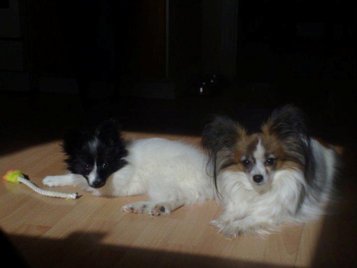 Blanding af racer Olivia - 3½ måned (+ Daisy, 9 år) billede 26