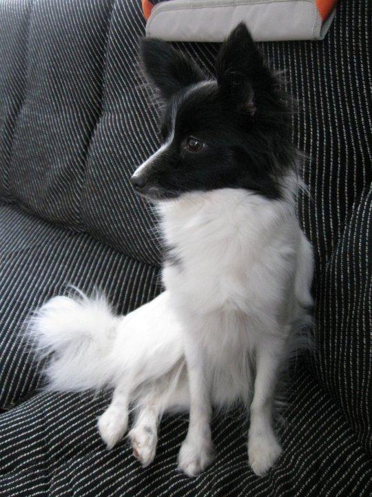 Blanding af racer Olivia - 1 år billede 23