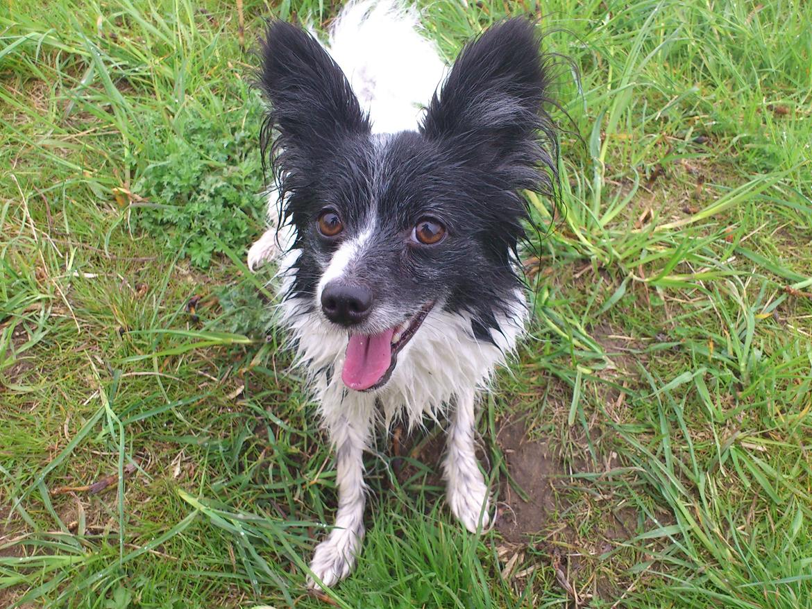 Blanding af racer Olivia - 3 år billede 20