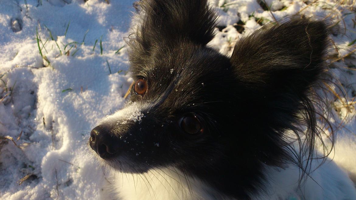 Blanding af racer Olivia - 5 år billede 14