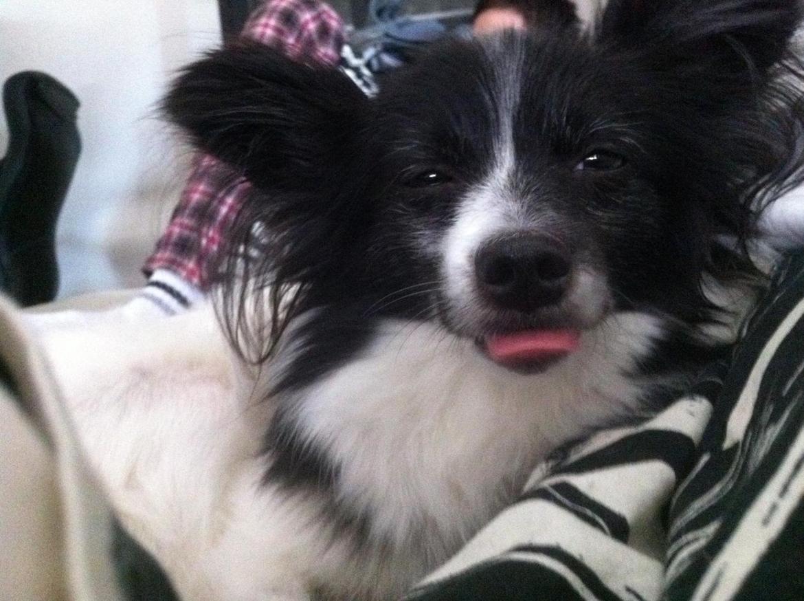 Blanding af racer Olivia - 4 år  billede 18