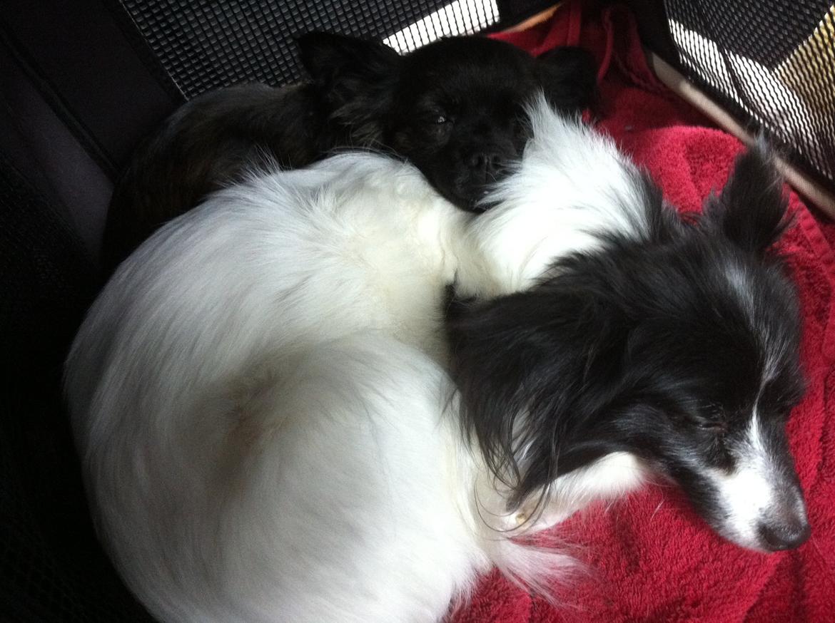 Blanding af racer Olivia - 3 år (+ Luna, 2 år)  billede 22