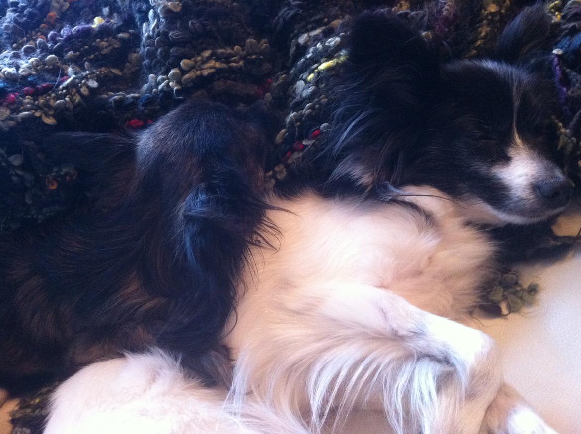 Blanding af racer Olivia - 5 år (+ Luna 4 år) billede 16