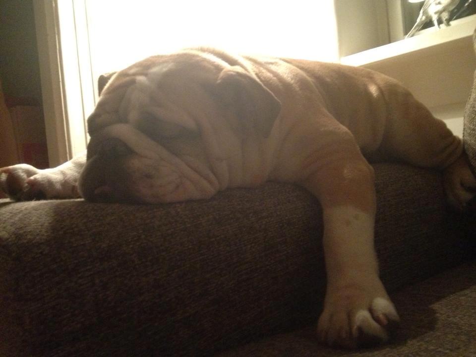 Engelsk bulldog Eigil - Trææææt bubbabulldog! billede 8