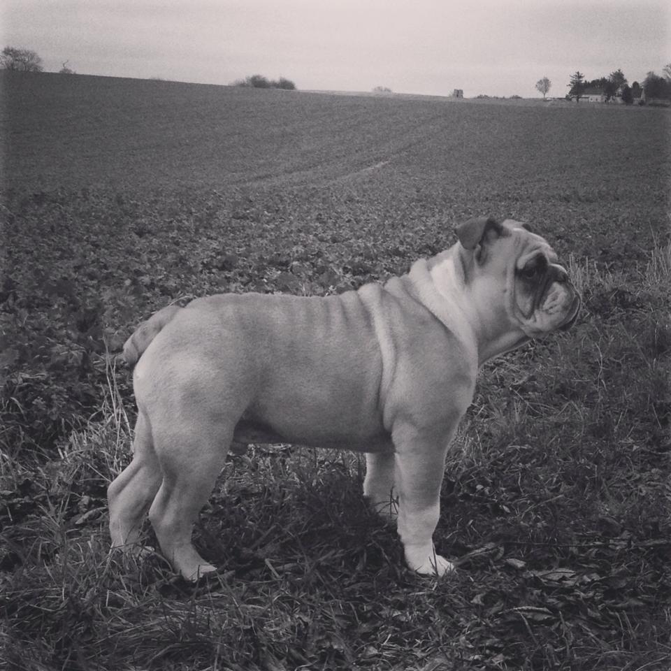 Engelsk bulldog Eigil - FlotFyr4måneder billede 9
