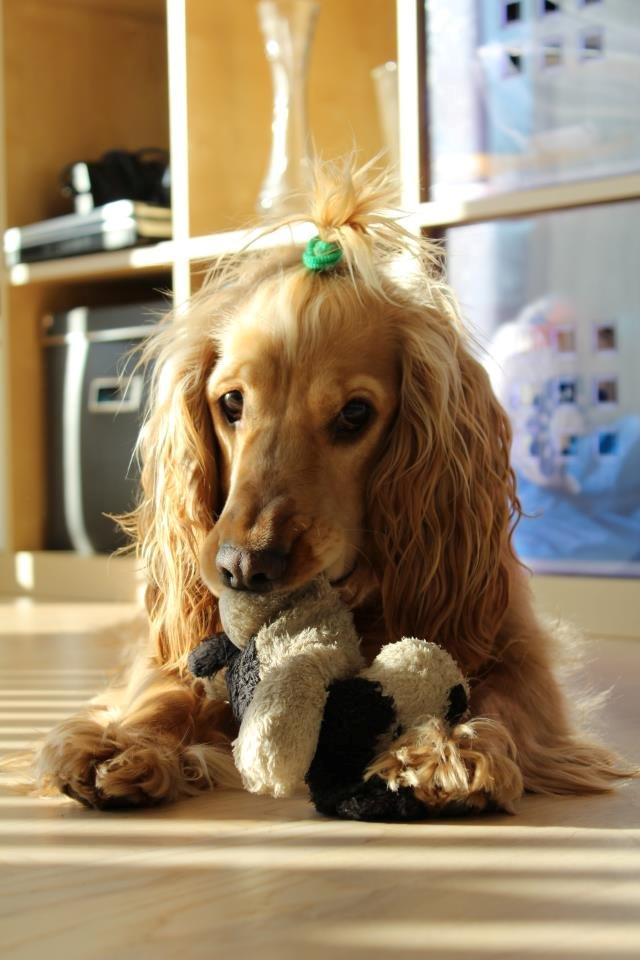 Cocker spaniel Wilma I: - Velkommen til Wilma's profil :-) billede 1