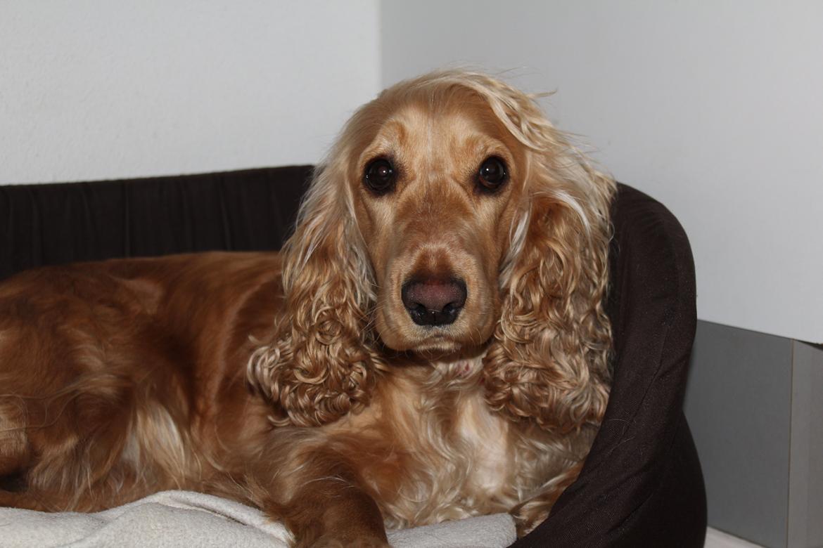 Cocker spaniel Wilma I: - Wuller<3 billede 2
