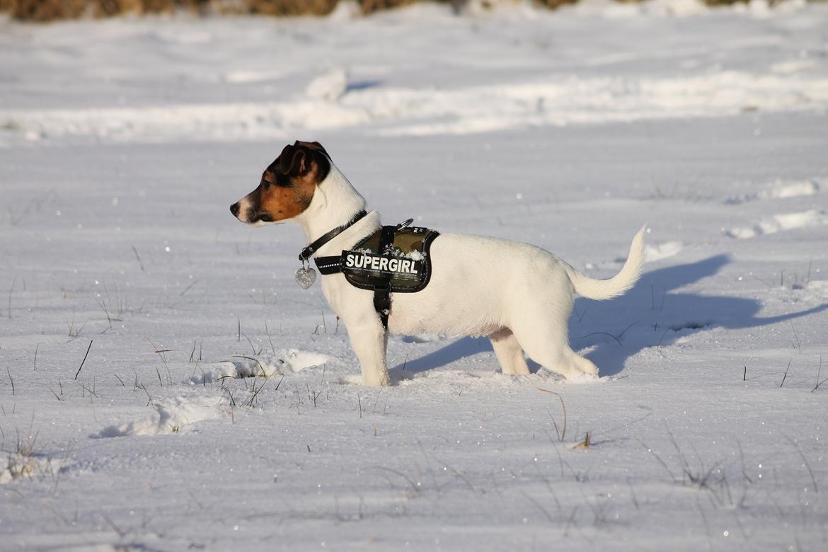 Jack russell terrier Sif billede 1