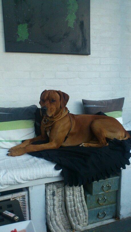 Rhodesian ridgeback Enzo - Enzo´s Far (Wolle):) billede 9