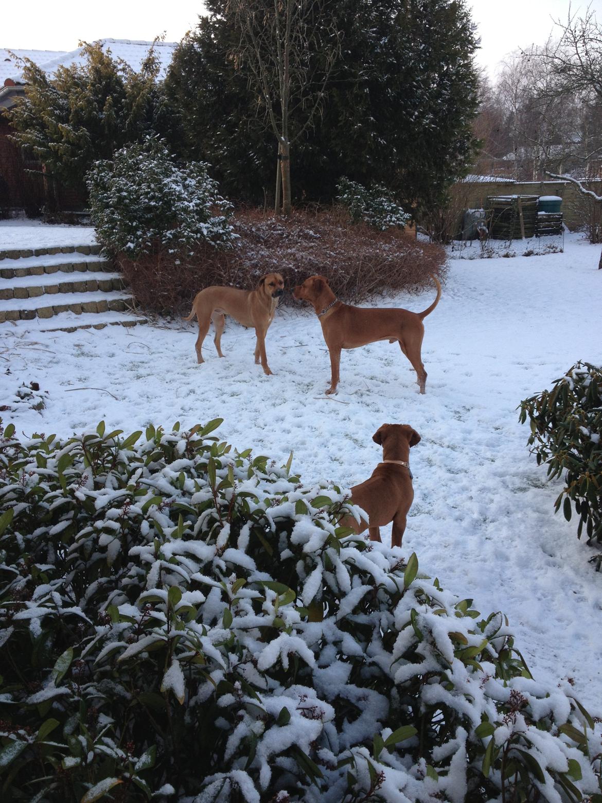 Rhodesian ridgeback Enzo - Enzo og hans store bror Ingolf og deres Far Wolle de er hel brødre forresten:) billede 10