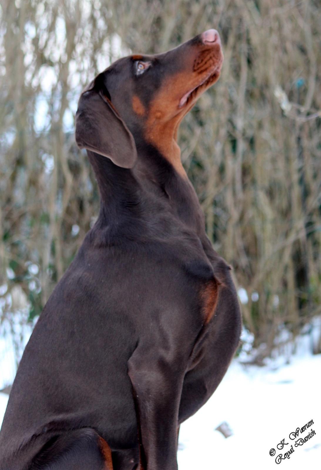 Dobermann Royal Danish Baronesse von Blixen billede 14